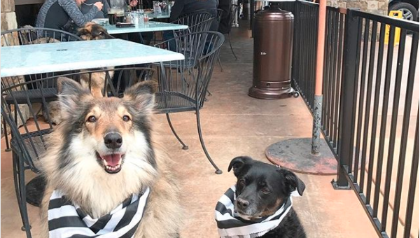 Dog Friendly Restaurants Santa Barbara Best 10 Best Dog Friendly Restaurants In Santa Barbara The People