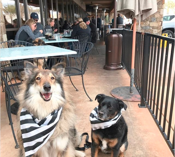 8 Best Dog-Friendly Restaurants in Sacramento | The Dog People by Rover.com