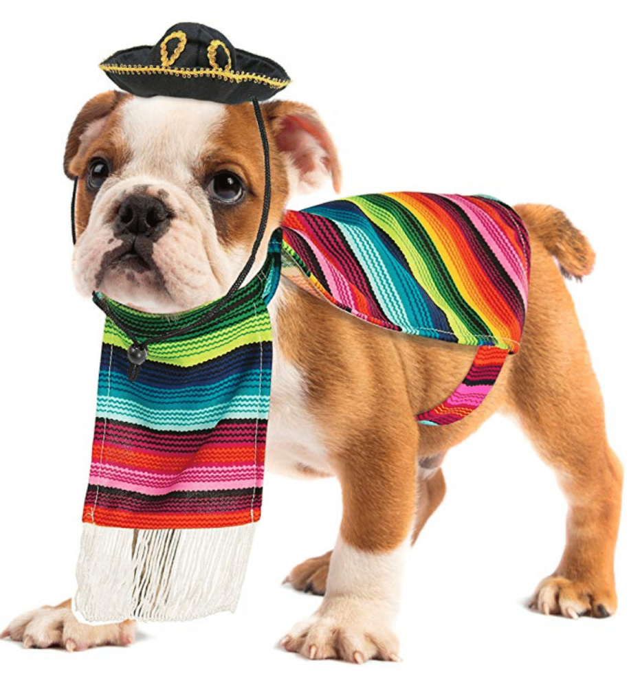 last minute dog kennels near me