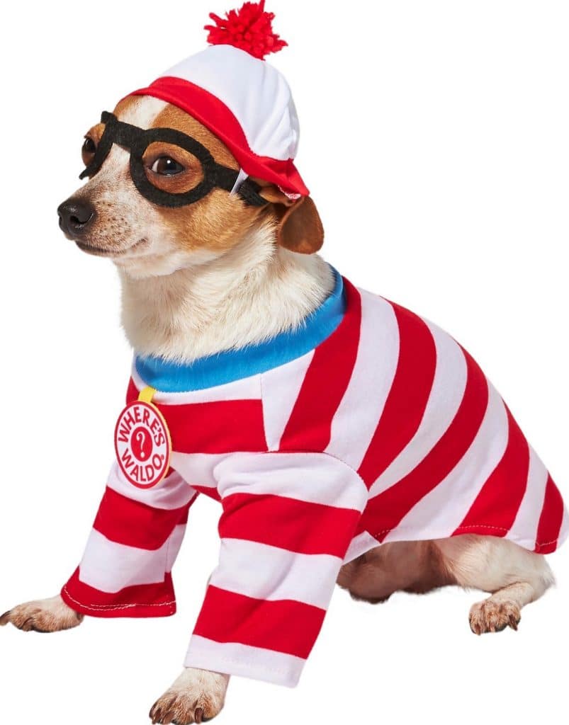 small dog wearing Rubie's Where's Waldo dog costume