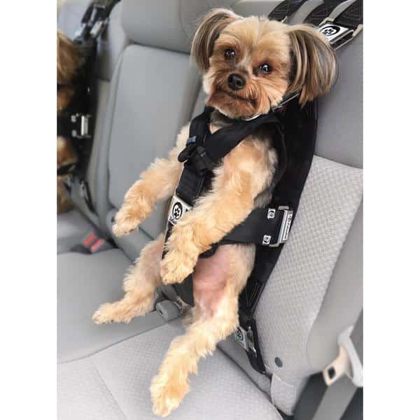 Me & My Pets Anti Shock Car Seat Belt Lead in a Choice of Colour 
