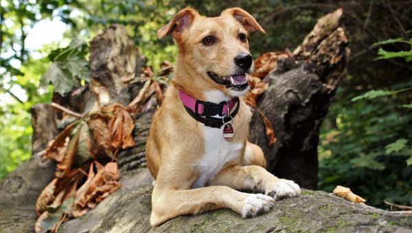 Dog Friendly Hikes Near Huntington Beach Dog Friendly Hikes Near Huntington Beach