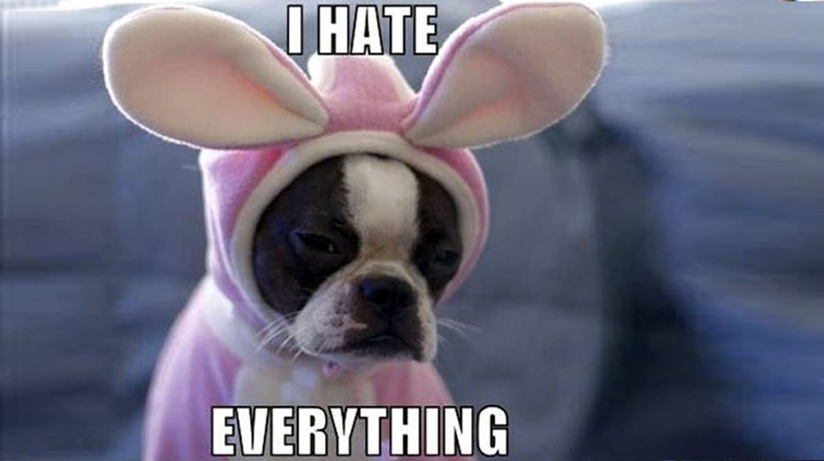 3 Reasons Your Dog May Hate Halloween—and What to Do About It The Dog