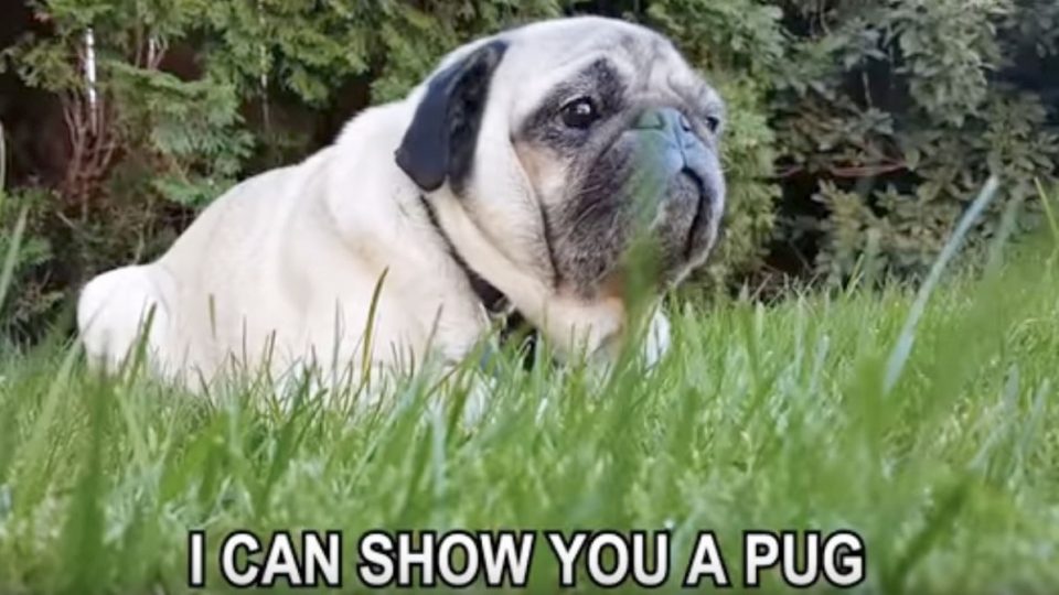 Hilarious Sing-Along Video Is the Pug 