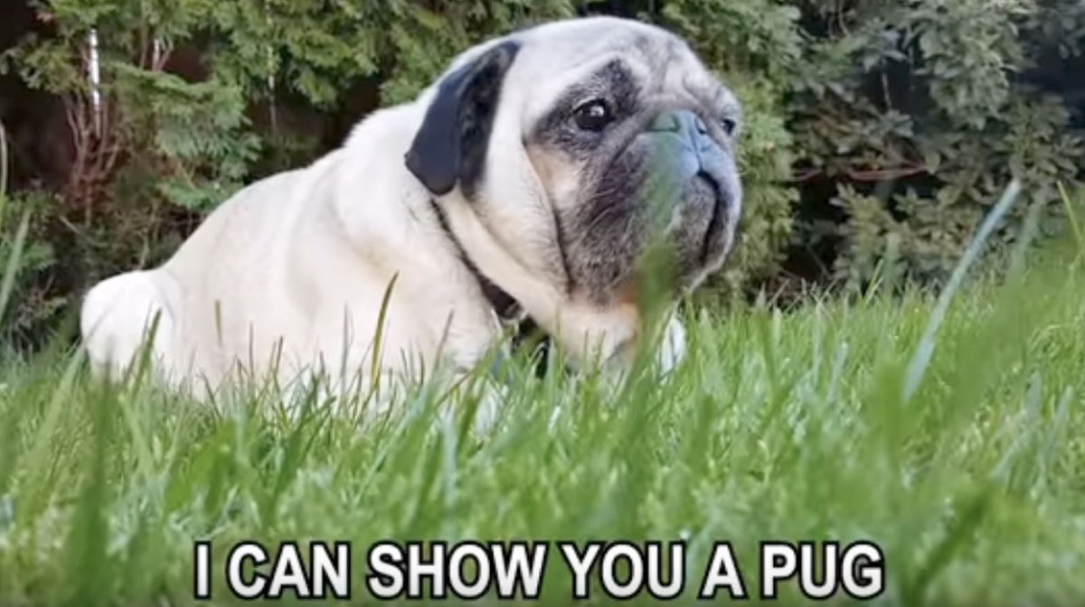 pug dog disney