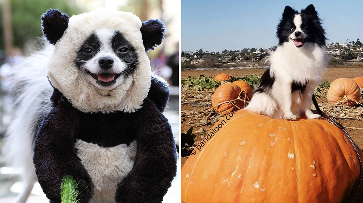 This Tiny Pomeranian Is Winning At Life In His Panda Costumes Panda Costumes