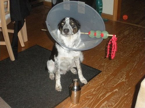 A dog wears a martini large dog costume made of a cone and stick.