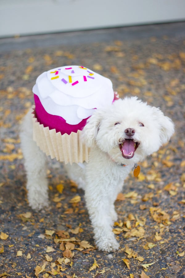 A small dog wears a cupcake DIY dog costume