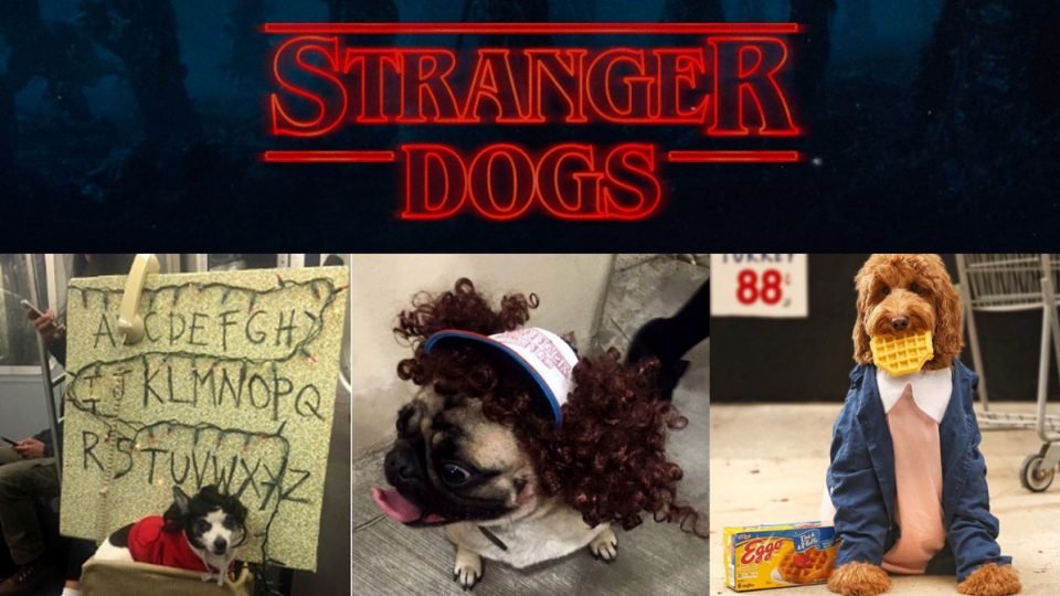 12 Diy Stranger Things Dog Costumes For Halloween The Dog