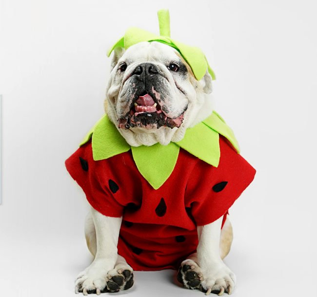 Bulldog dressed in a strawberry DIY dog costume