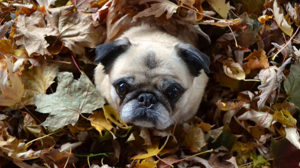11 Dogs Playing In Piles Of Leaves You Re Welcome
