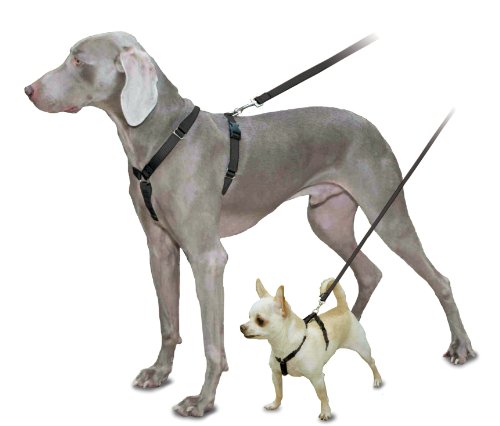Large and small dogs in harnesses with back fasteners