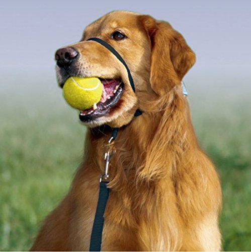 Dog wears Gentle Leader over nose while carrying tennis ball