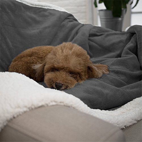 How To Prepare Your Dog Emotionally Before You Travel Without Them The Dog People By Rover Com