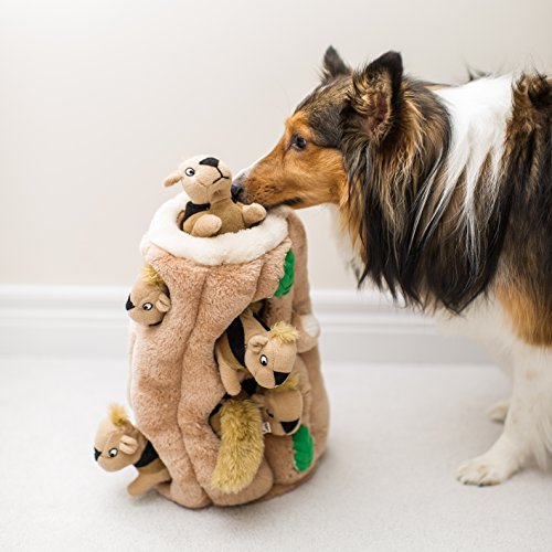 un chien découvre un objet grâce à son odorat