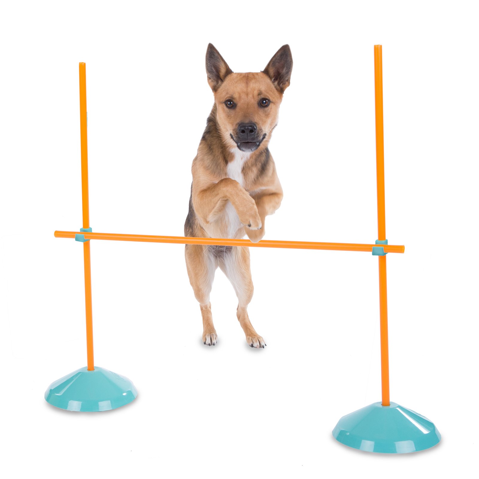 Dog Exercise Equipment: How it Works and When to Use It