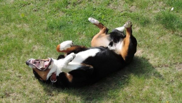 dog rolling on grass on back