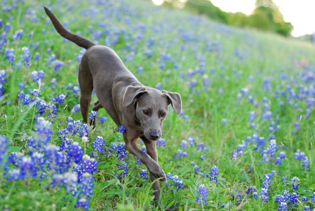 The Blue Lacy Is The Texas State Dog You Need To Meet