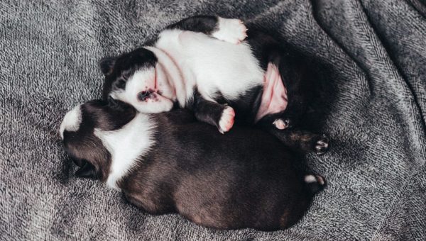 two Boston Terrier puppies snuggled up on a blanket
