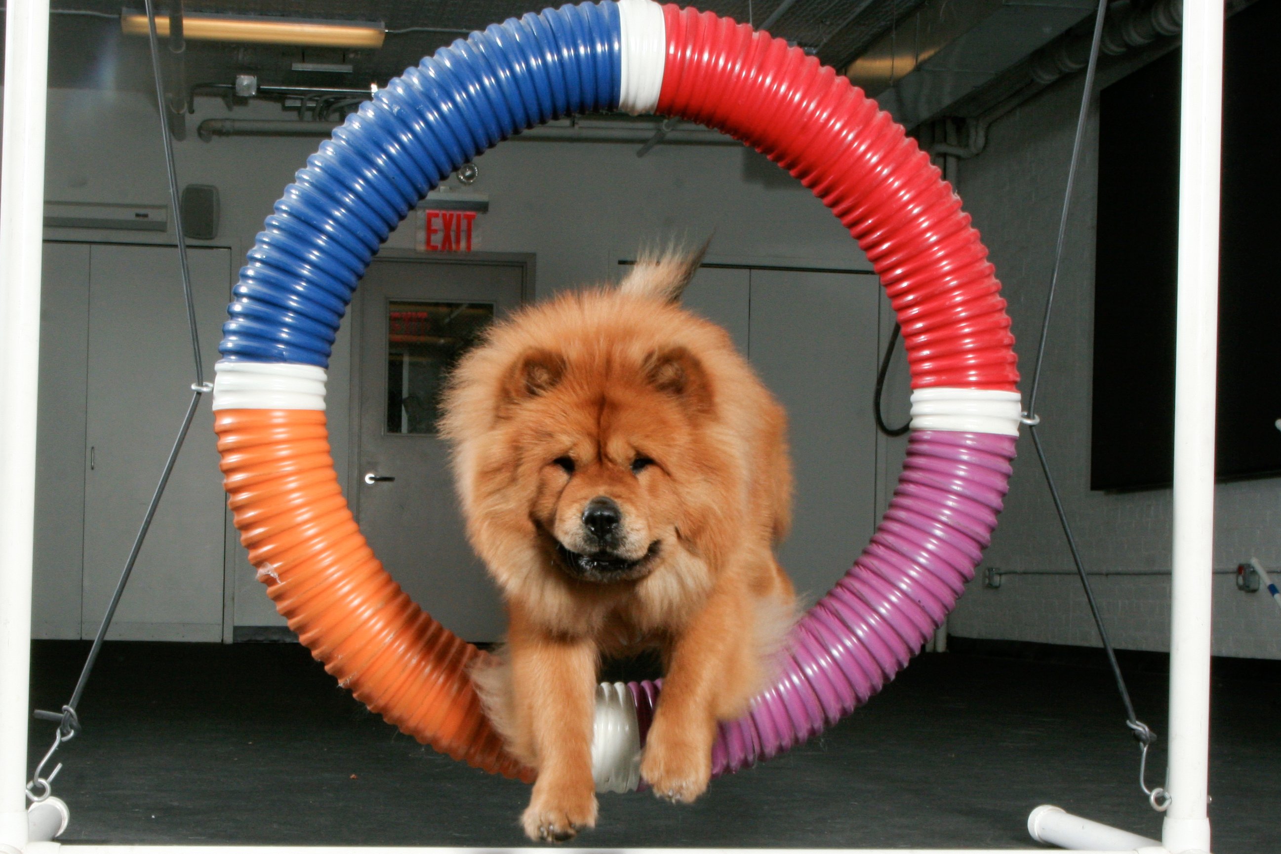 Dog Exercise Equipment How it Works and When to Use It