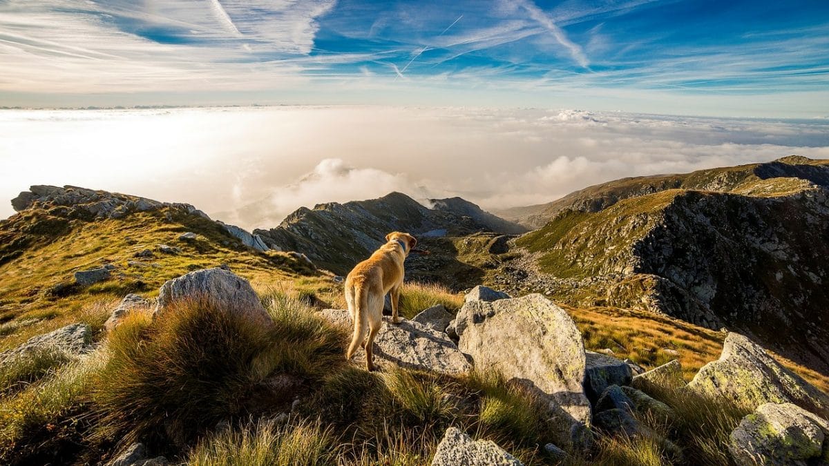9 Best DogFriendly Hikes in Orange County The Dog People by