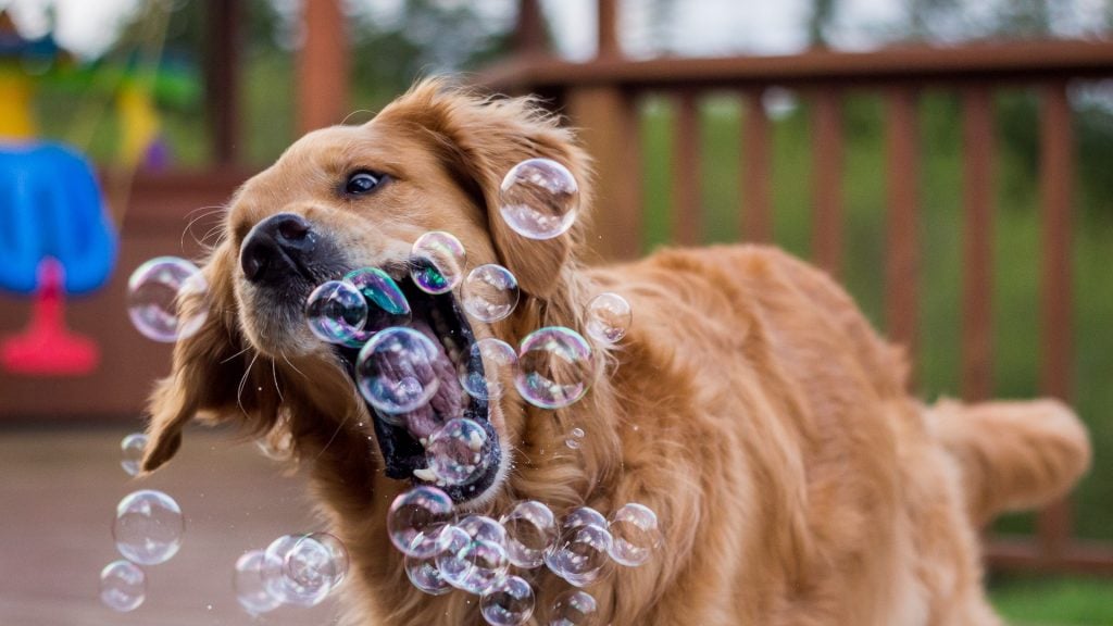 Enrichment For Dogs  9 Fun Ideas – Bella & Duke