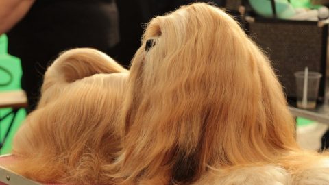 dog with long shiny fur
