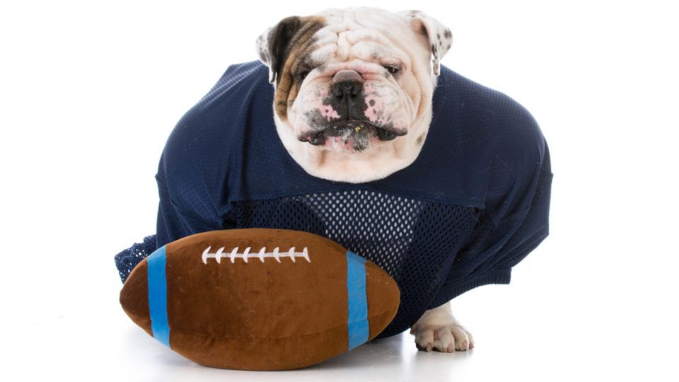 The Top Football Names for Dogs in 2018 The Dog People by