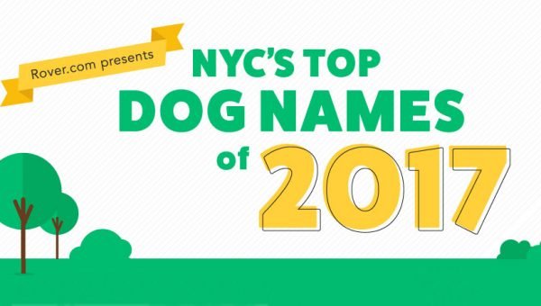 the 101 best black dog names of 2018 for your dark colored dog