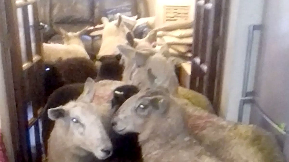 Overachieving Puppy Sneaks Herd of Sheep into Living Room [Video] The