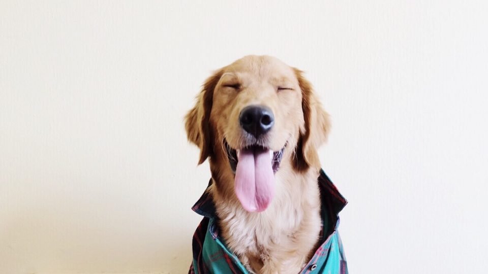 happy happy dog