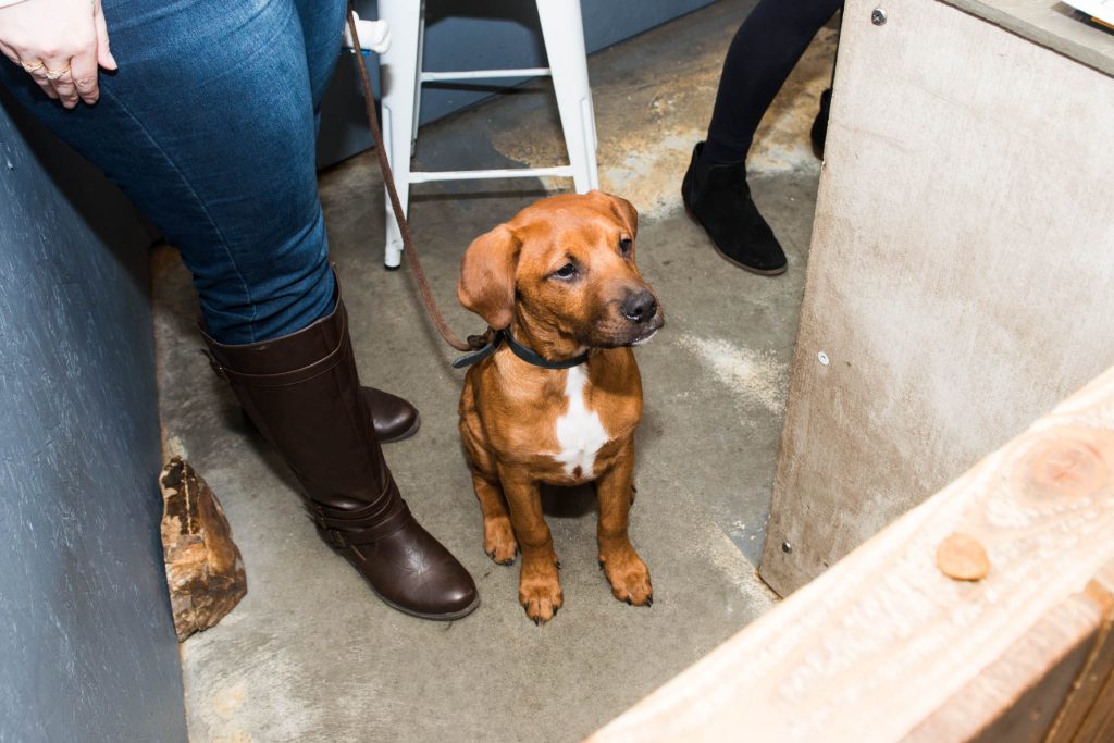 australian shepherd done deal