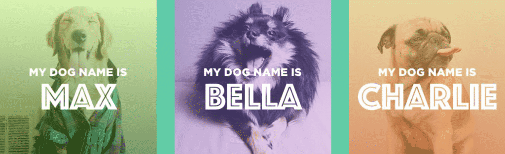 What is the name of your dog ?  Try our dog name generator 2018.