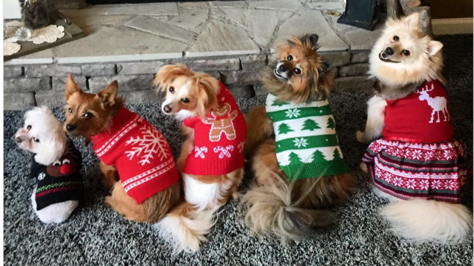 How to Dress Your Dog for the Holidays When They Hate Dressing Up The