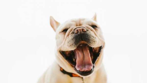 Top 120 Shiba Inu Names The Dog People By Rovercom