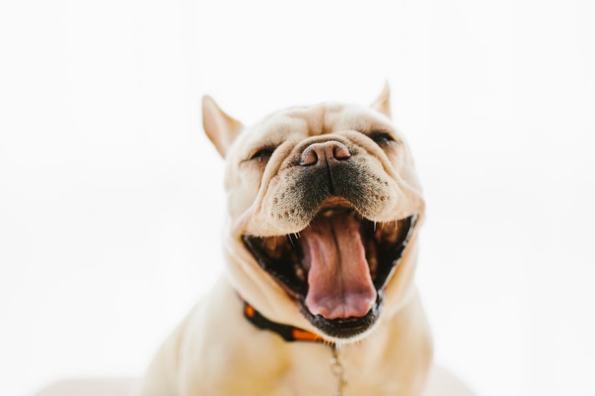 Funny Dog Names | Our Favorite 50 Funny Dog Names