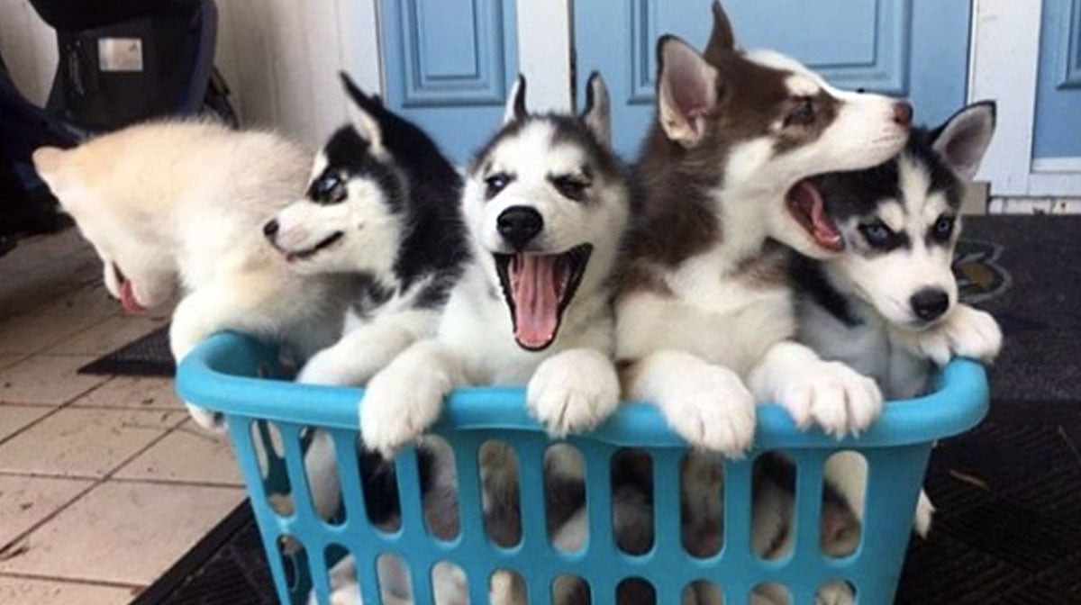 white and black husky puppy