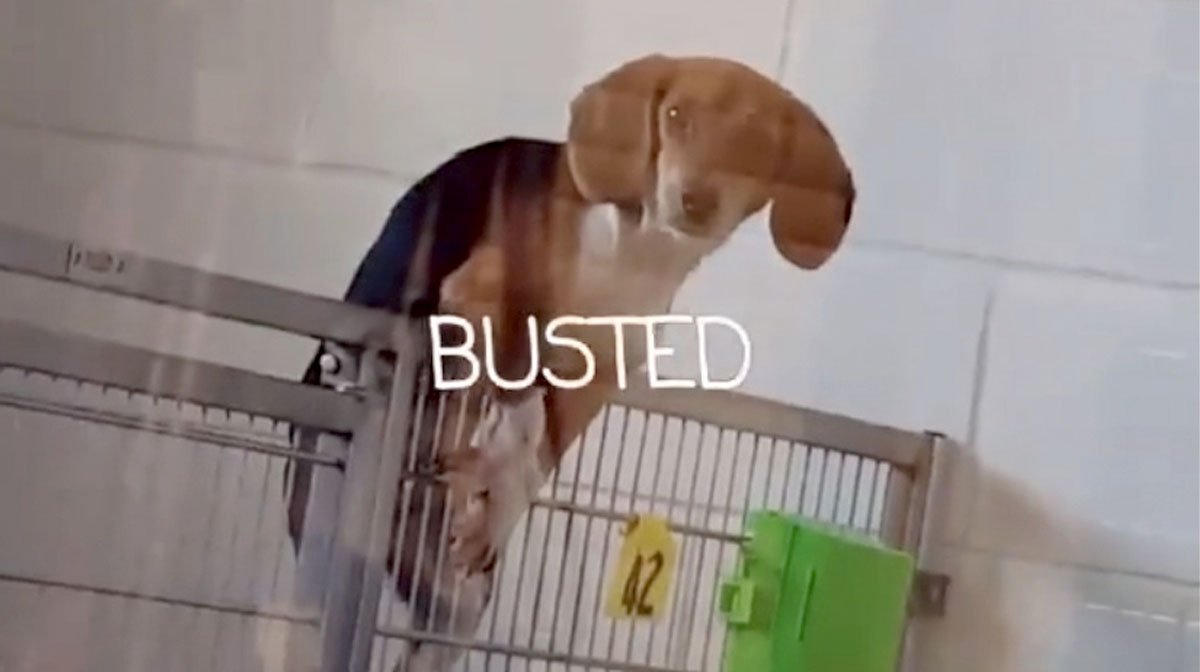 Beagle Caught on Video Climbing out of Shelter Cage Goes Viral The