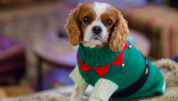 dog in Christmas dog sweater outfit