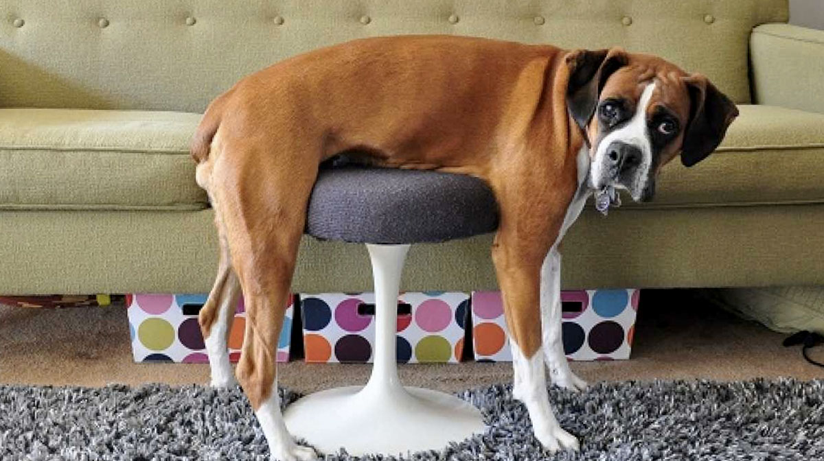 Dog vs. Couch 8 Adorably Epic Fails Caught on Video The Dog People by