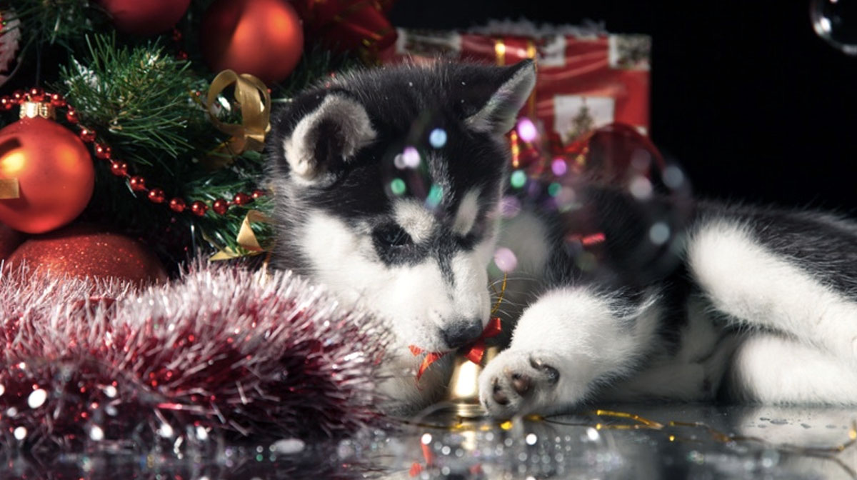 AD-H54bJW Siberian Husky Girls/Ladies Denim Purse Wallet Christmas Gift Idea 
