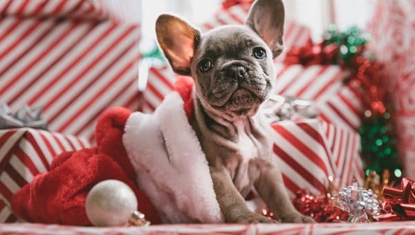 best dog dad gifts