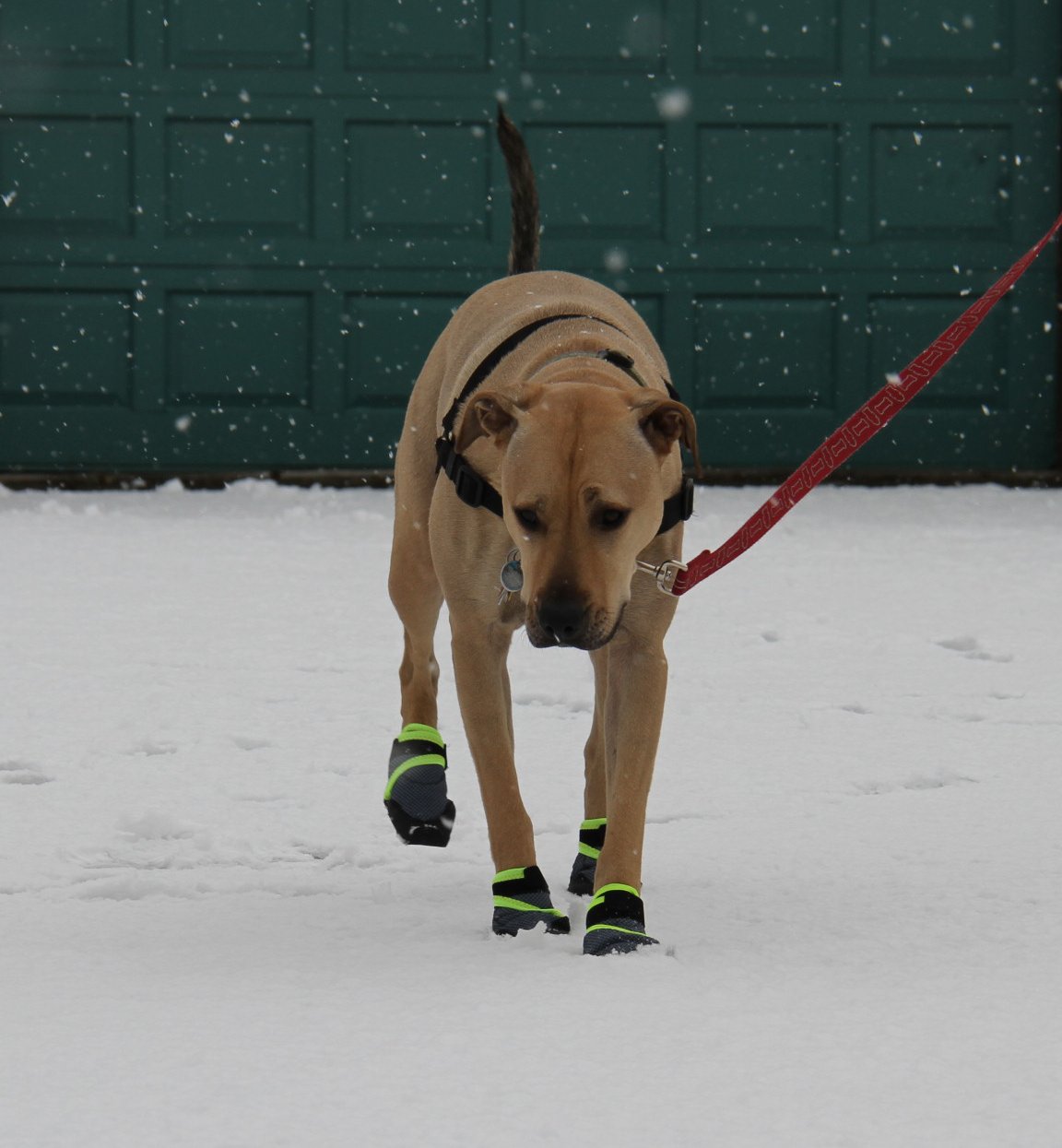 dog walking with boots on