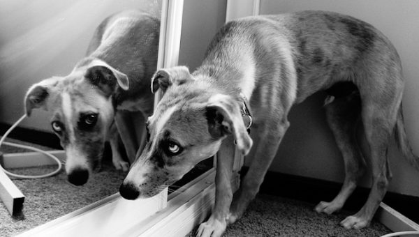 are dogs self aware does my me let s find out rover are dogs self aware does my me let s find out rover