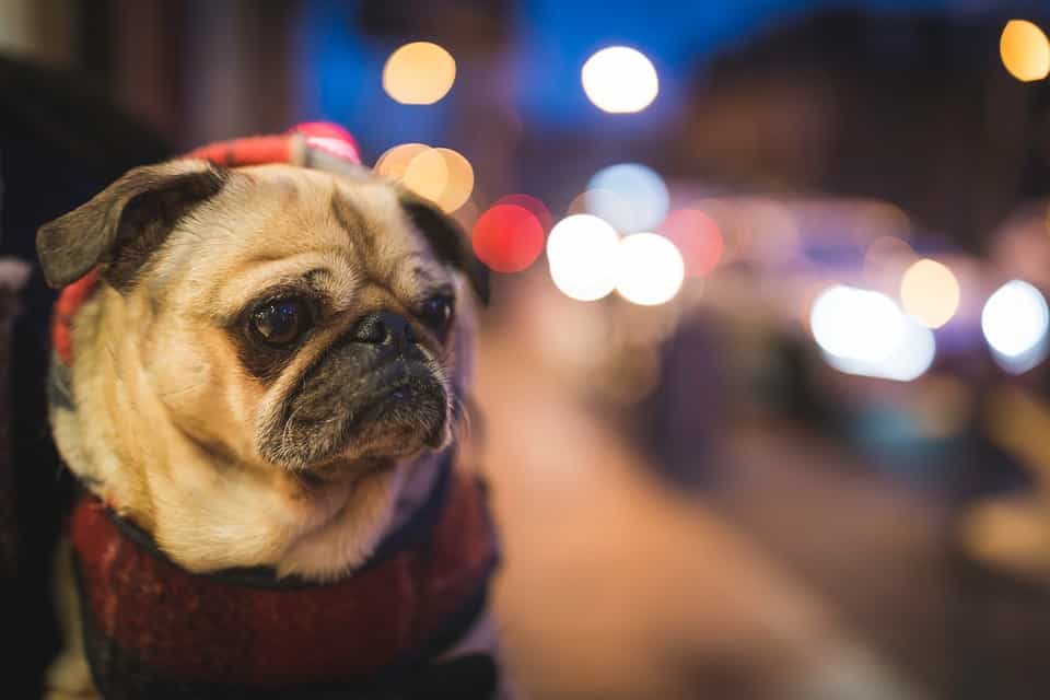 A pug being held on a busy city street