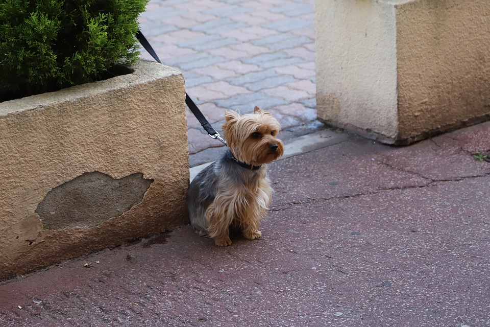 un chien en ville tenue en laisse