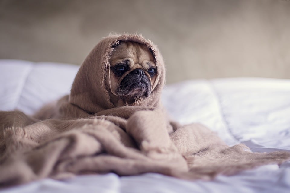 Does your dog have a cold? This pug in blankets may.