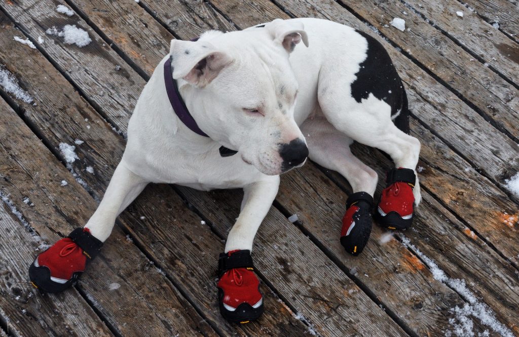 warm dog walking boots
