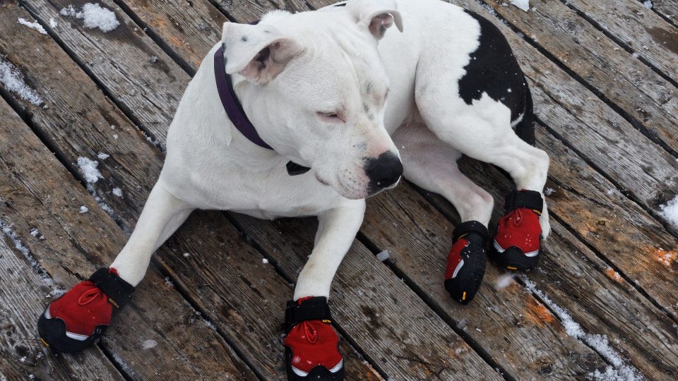 The Best Dog Snow Boots for Protecting Dog Paws in 2018