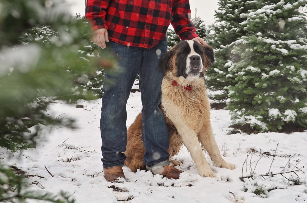 unpredictable aggression in dogs